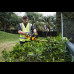 Аккумуляторный кусторез DeWalt DCM563PB-XJ